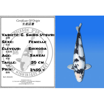 Koi Japon Sansai G. Shiro Utsuri Femelle eleveur Shinoda 50 cm