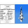 Koi Japon Sansai G. Shiro Utsuri Femelle eleveur Shinoda 50 cm