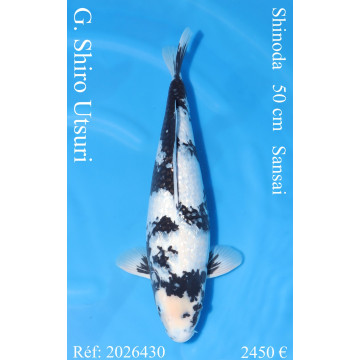 Koi Japan Sansai G. Shiro Utsuri Vrouw kweker Shinoda 50 cm