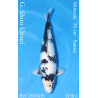 Koi Japan Sansai G. Shiro Utsuri Vrouw kweker Shinoda 50 cm