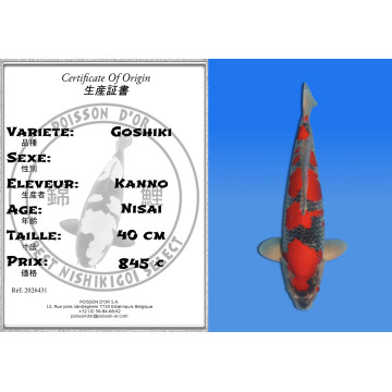 Koi Japan Nisai Goshiki kweker Kanno 40 cm