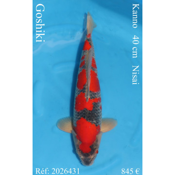 Koi Japon Nisai Goshiki eleveur Kanno 40 cm