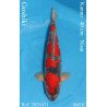 Koi Japon Nisai Goshiki eleveur Kanno 40 cm