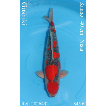 Koi Japan Nisai Goshiki kweker Kanno 40 cm