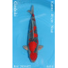 Koi Japon Nisai Goshiki eleveur Kanno 40 cm