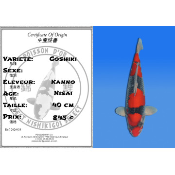 Koi Japan Nisai Goshiki kweker Kanno 40 cm