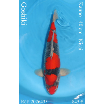 Koi Japan Nisai Goshiki kweker Kanno 40 cm
