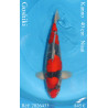 Koi Japon Nisai Goshiki eleveur Kanno 40 cm