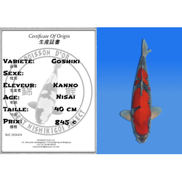 Koi Japon Nisai Goshiki eleveur Kanno 40 cm