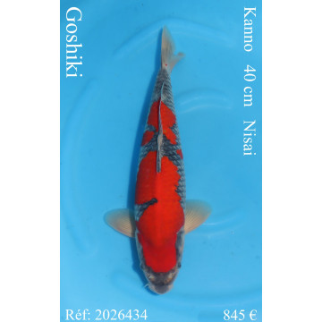 Koi Japon Nisai Goshiki eleveur Kanno 40 cm