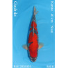 Koi Japan Nisai Goshiki kweker Kanno 40 cm