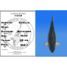 Koi Japon Nisai Gozilla eleveur Miyatora 52 cm
