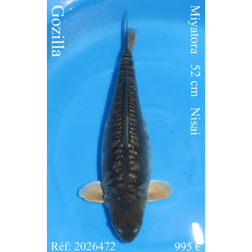 Koi Japon Nisai Gozilla eleveur Miyatora 52 cm