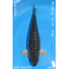 Koi Japan Nisai Gozilla kweker Miyatora 52 cm