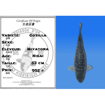 Koi Japan Nisai Gozilla kweker Miyatora 53 cm