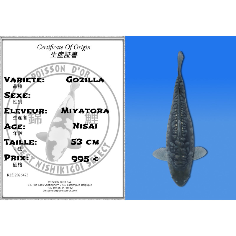 Koi Japon Nisai Gozilla eleveur Miyatora 53 cm