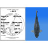 Koi Japon Nisai Gozilla eleveur Miyatora 53 cm