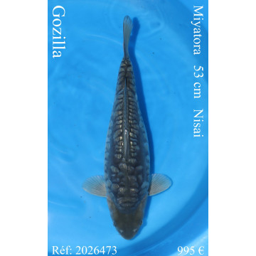 Koi Japon Nisai Gozilla eleveur Miyatora 53 cm