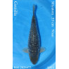 Koi Japan Nisai Gozilla kweker Miyatora 53 cm