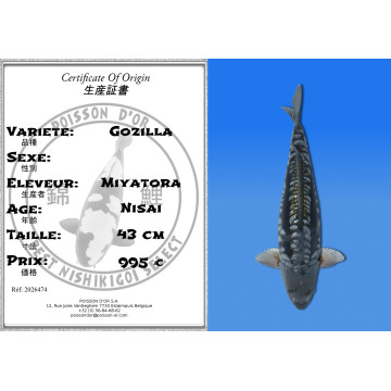 Koi Japon Nisai Gozilla eleveur Miyatora 43 cm