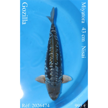 Koi Japon Nisai Gozilla eleveur Miyatora 43 cm