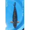 Koi Japan Nisai Gozilla kweker Miyatora 43 cm