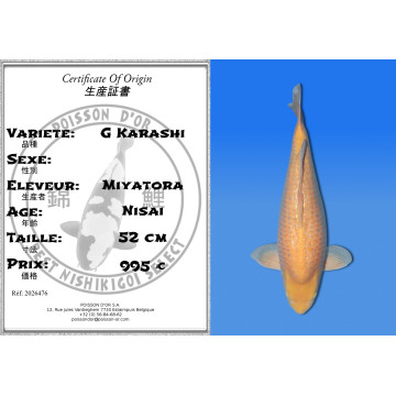 Koi Japan Nisai G Karashi kweker Miyatora 52 cm