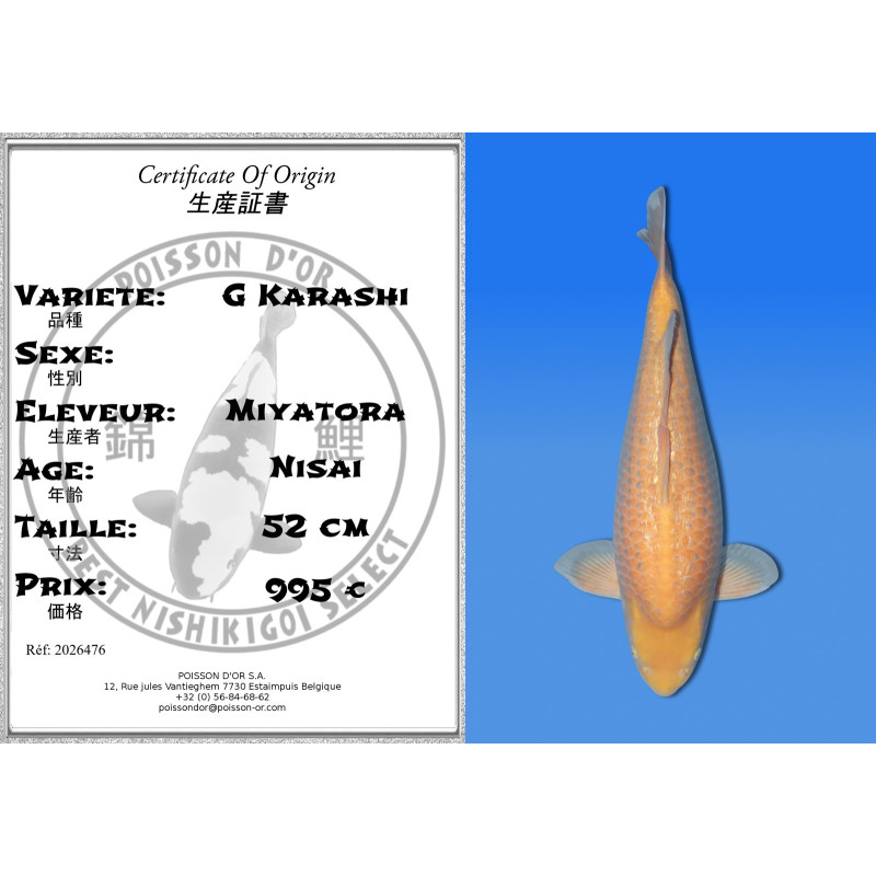 Koi Japon Nisai G Karashi eleveur Miyatora 52 cm
