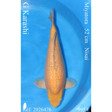 Koi Japan Nisai G Karashi kweker Miyatora 52 cm