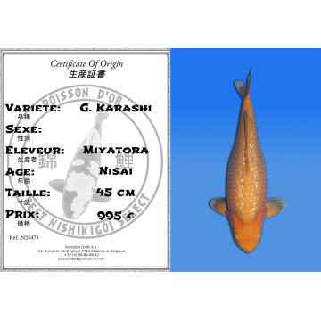 Koi Japon Nisai G. Karashi eleveur Miyatora 45 cm
