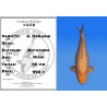 Koi Japan Nisai G. Karashi kweker Miyatora 45 cm