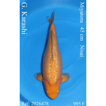 Koi Japon Nisai G. Karashi eleveur Miyatora 45 cm