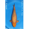 Koi Japan Nisai G. Karashi kweker Miyatora 45 cm