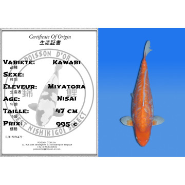 Koi Japon Nisai Kawari eleveur Miyatora 47 cm