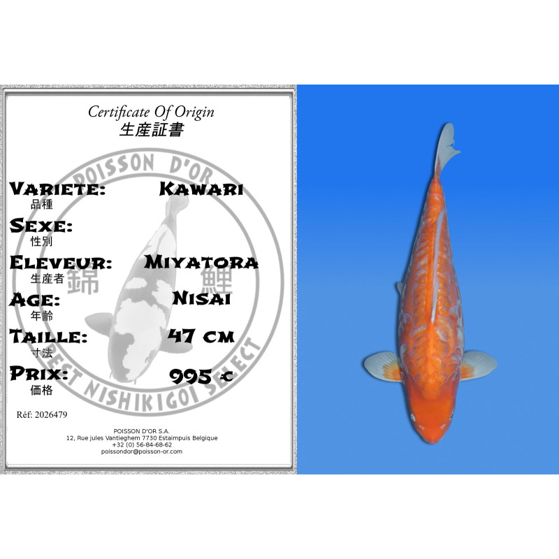 Koi Japan Nisai Kawari kweker Miyatora 47 cm