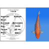 Koi Japan Nisai Kawari kweker Miyatora 47 cm