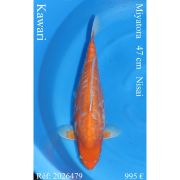 Koi Japon Nisai Kawari eleveur Miyatora 47 cm