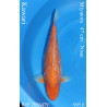 Koi Japon Nisai Kawari eleveur Miyatora 47 cm