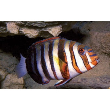 Choerodon Fasciata : 15-20 cm (Australie)