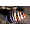 Choerodon Fasciata : 13-15 cm (Australie)