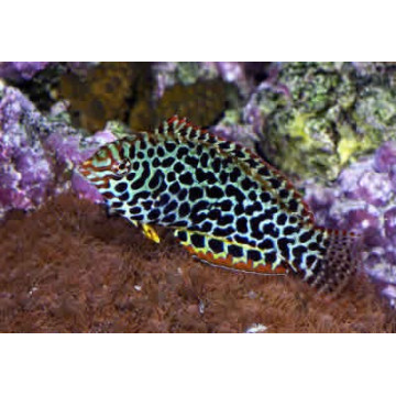 Macrofaryngodon Meleagris *: 6 tot 8 cm  