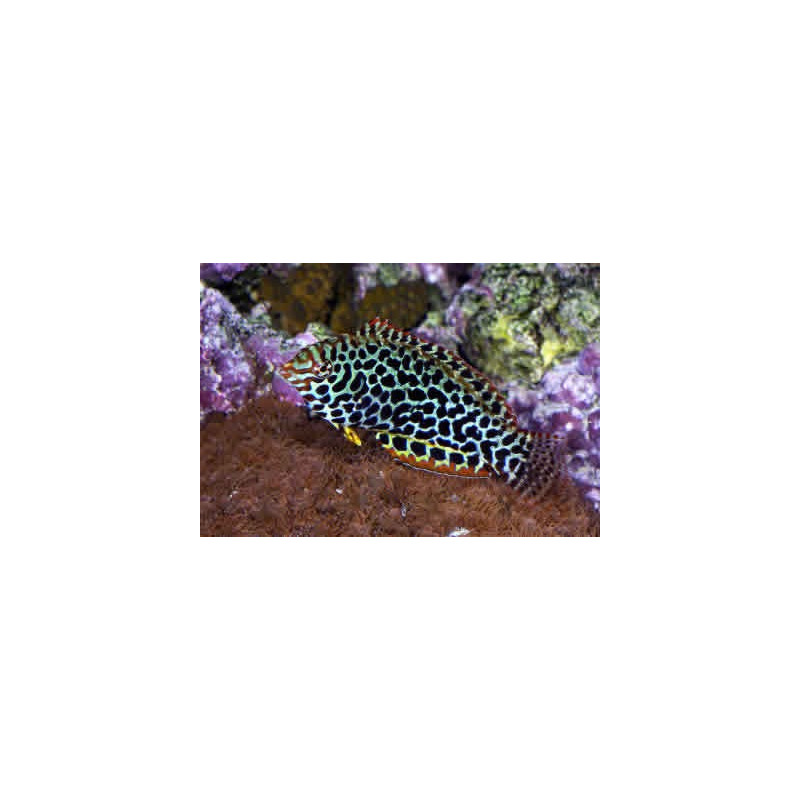 Macropharyngodon meleagris * : 6 à 8 cm  