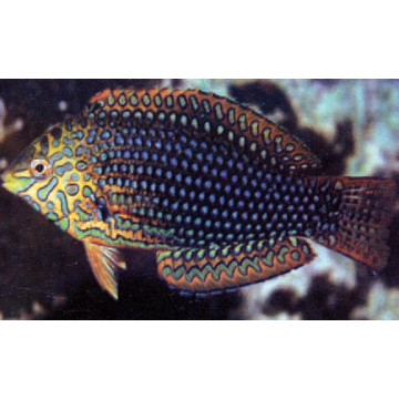 Macropharyngodon ornatus* : 4 à 6 cm