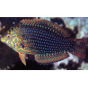 Macropharyngodon ornatus* : 4 à 6 cm