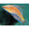 Paracheilinus filamentosus mâle : 4-6 cm