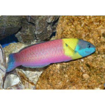 Thalassoma Lucasanum Man: 10-15 cm  