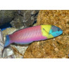 Thalassoma Lucasanum Man: 10-15 cm  