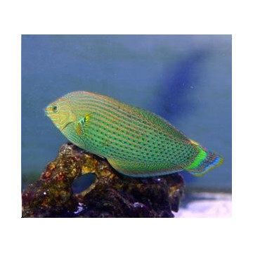 Halichoeres Marginatus 11-13 cm