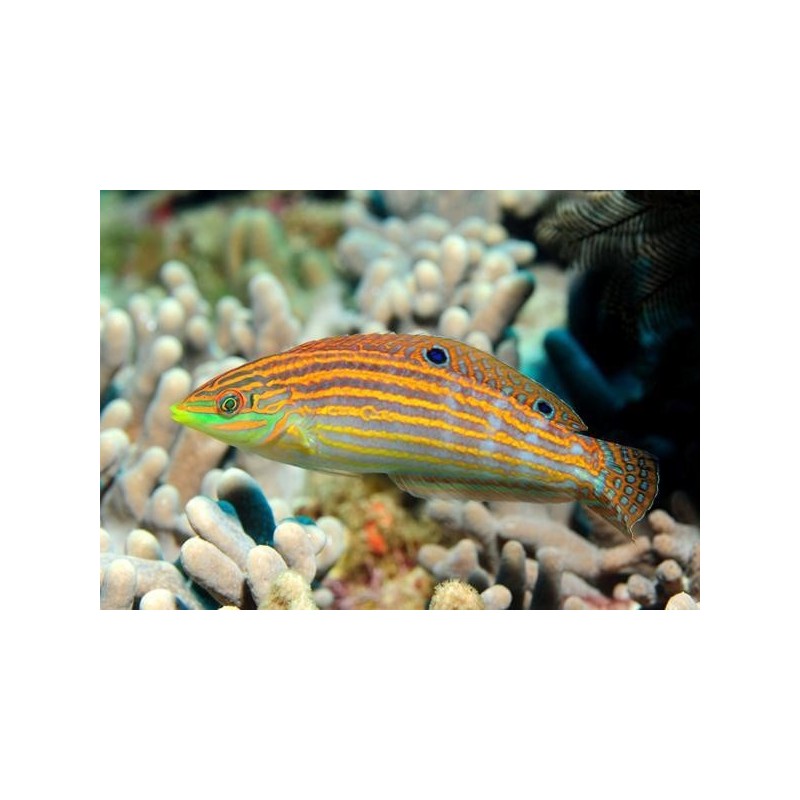 Halichoeres Cosmetus 5-8 cm