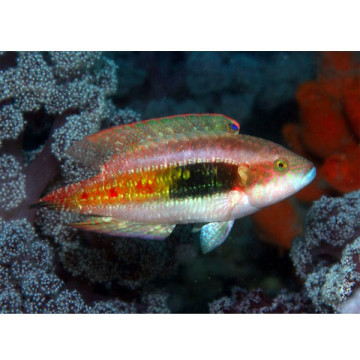 Oxycheilinus bimaculatus 6-8cm 37,90 €